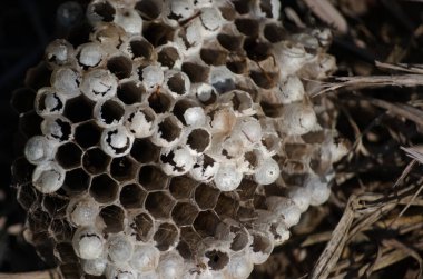 Eşek arısı kolonilerini gösteren yuvaların yakın çekimleri