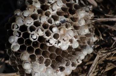 Eşek arısı kolonilerini gösteren yuvaların yakın çekimleri