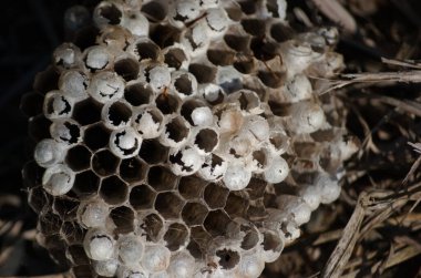 Eşek arısı kolonilerini gösteren yuvaların yakın çekimleri