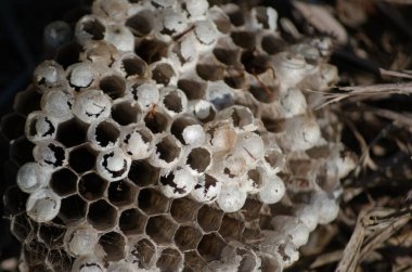 Eşek arısı kolonilerini gösteren yuvaların yakın çekimleri