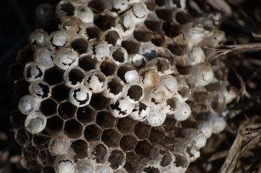 Eşek arısı kolonilerini gösteren yuvaların yakın çekimleri