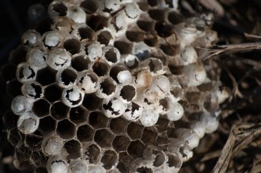 Eşek arısı kolonilerini gösteren yuvaların yakın çekimleri