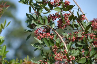 Aroeira ya da mastik ağaç (Schinus terebinthifolia) ve pembe biberi olarak bilinen bitkinin ayrıntıları