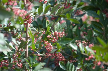 Aroeira ya da mastik ağaç (Schinus terebinthifolia) ve pembe biberi olarak bilinen bitkinin ayrıntıları