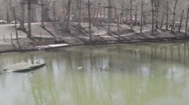 Ördekler. Ormandaki Ördekler. Göldeki Ördekler. Yeşil Ormandaki Güzel Göl. Dilijan, Ermenistan. Hava videosu. Göl Havadan Bakış. Dağ Gölü.
