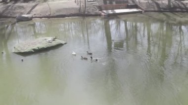 Ducks. Ducks in the Forest. Ducks in a Lake. Beautiful Lake in a Green Forest. Dilijan, Armenia. Aerial video. Lake From Aerial View. Mountain Lake.