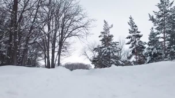 유럽의한 공원에 얼어붙은 나무들 — 비디오