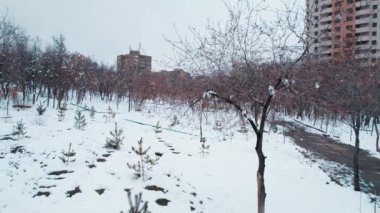 Avrupa Parkı 'nda Donmuş Ağaçlar