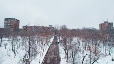 Frozen Trees in a European Park