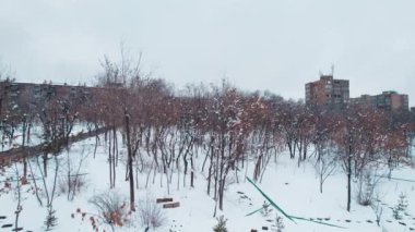 Frozen Trees in a European Park