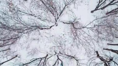 Avrupa Parkı 'nda Donmuş Ağaçlar
