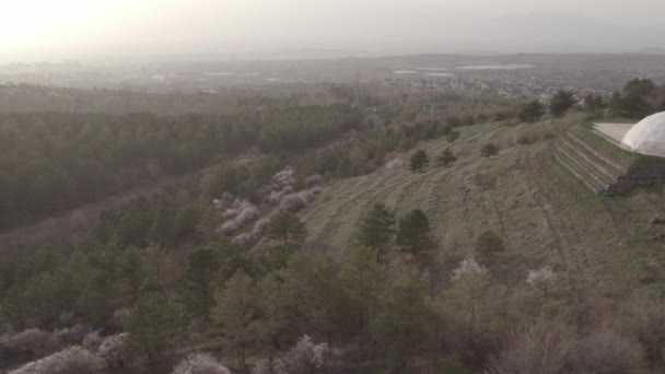 Beaux Arbres Sakura Dans Forêt — Video