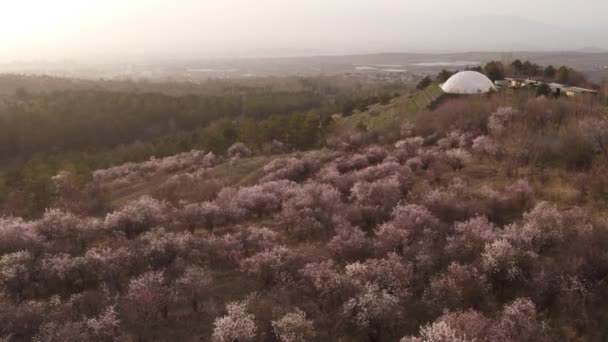 Hermosos Árboles Sakura Bosque — Vídeos de Stock