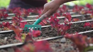 Aquaponics Farm in the Smart Greenhouse. Greenery. Beautiful modern garden with harvesting vegetables. Eco farming business. Greenhouse plantation. Concept for industrial agriculture.