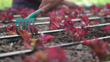Aquaponics Farm in the Smart Greenhouse. Greenery. Beautiful modern garden with harvesting vegetables. Eco farming business. Greenhouse plantation. Concept for industrial agriculture.