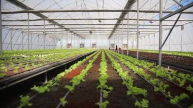 Aquaponics Farm in the Smart Greenhouse. Greenery. Beautiful modern garden with harvesting vegetables. Eco farming business. Greenhouse plantation. Concept for industrial agriculture.