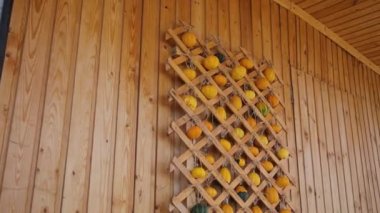 Pumpkins. Eco Vegan Food Factory. Pumpkins. Pumpkin Farm. Orange and Green Pumpkins. Vegetarian. Eco Food. Organic Food. Healthy Meal.