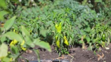 The concept of a cayenne pepper garden on a tree in a rural home organic garden in Indonesia that is ready to be picked to be cooked or made for chili powder products