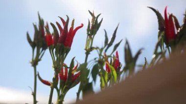 Kırmızı biber. Sebzeler. Baharatlı. Frutescens, chili.