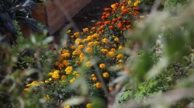 Flower garden. Nature concept Red poppies flowers bloom swaying close up from wind in meadow in national reserve in spring slow motion at sunset in sun lens flares. Summer nature concept.