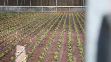 Aquaponics Farm in the Smart Greenhouse. Greenery. Beautiful modern garden with harvesting vegetables. Eco farming business. Greenhouse plantation. Concept for industrial agriculture.