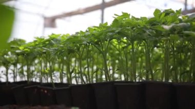 Aquaponics Farm in the Smart Greenhouse. Greenery. Beautiful modern garden with harvesting vegetables. Eco farming business. Greenhouse plantation. Concept for industrial agriculture.