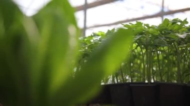 Aquaponics Farm in the Smart Greenhouse. Greenery. Beautiful modern garden with harvesting vegetables. Eco farming business. Greenhouse plantation. Concept for industrial agriculture.