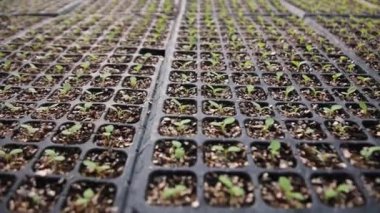 Aquaponics Farm in the Smart Greenhouse. Greenery. Beautiful modern garden with harvesting vegetables. Eco farming business. Greenhouse plantation. Concept for industrial agriculture.