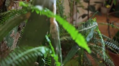 Flower garden. Nature concept Red poppies flowers bloom swaying close up from wind in meadow in national reserve in spring slow motion at sunset in sun lens flares. Summer nature concept.