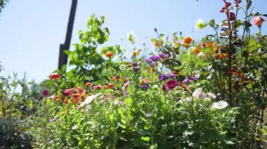 Flower garden. Nature concept Red poppies flowers bloom swaying close up from wind in meadow in national reserve in spring slow motion at sunset in sun lens flares. Summer nature concept.