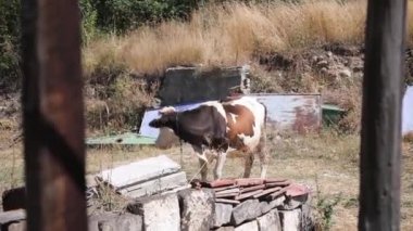 Biftek üretim tesisi. Yerdeki Fodder 'ı yiyen bir ineğin yakın çekimi. Et Üretimi için çiftlik hayvanları. Hayvanları daha iyi et kalitesi için besliyorum. Sığır eti. Sığır Evi.