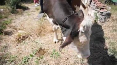 Beef Production Facility. Close-up of a Cow that is eating Fodder from the floor. Farming Livestock for Beef Manufacturing. Feeding the Animals for the better Beef meat quality. Cattle Meat. Cowhouse.