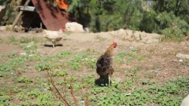 Tavuklar çiftlikte tahıl yiyor yeşil çimenli, tavuk çiftlikte organik