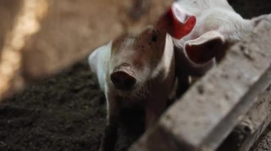 Çiftlikteki domuzlar, domuz çiftlikleri, çiftlik hayvanları. Modern Tarım Domuzları Çiftliği