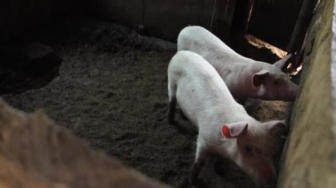 Çiftlikteki domuzlar, domuz çiftlikleri, çiftlik hayvanları. Modern Tarım Domuzları Çiftliği