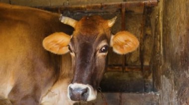 Beef Production Facility. Close-up of a Cow that is eating Fodder from the floor. Farming Livestock for Beef Manufacturing. Feeding the Animals for the better Beef meat quality. Cattle Meat. Cowhouse.