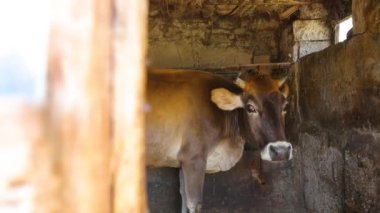 Beef Production Facility. Close-up of a Cow that is eating Fodder from the floor. Farming Livestock for Beef Manufacturing. Feeding the Animals for the better Beef meat quality. Cattle Meat. Cowhouse.