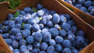 Ripe Plums on branch. Growing Plum in orchard. Organic fruits in sun flares close up. Ripe plums on a branch in the rays of sunlight. Fresh plums is hand picked from plum tree. Woman is picking fruits