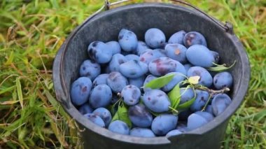 Ripe Plums on branch. Growing Plum in orchard. Organic fruits in sun flares close up. Ripe plums on a branch in the rays of sunlight. Fresh plums is hand picked from plum tree. Woman is picking fruits