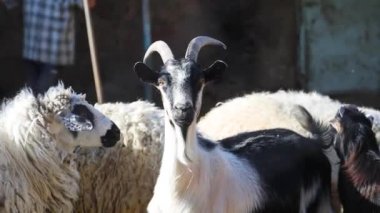 Siyah ve beyaz keçi tipik sesler çıkarıyor. Otlaktaki çiftlik hayvanları. Yakın çekim uzun odaklı lens. Hayvan portresi..