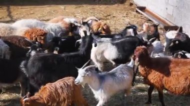 Siyah ve beyaz keçi tipik sesler çıkarıyor. Otlaktaki çiftlik hayvanları. Yakın çekim uzun odaklı lens. Hayvan portresi..