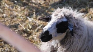 Black and White goat making sound typical noise. Farm animals on pasture. Close-up long-focus lens shot Animal portrait.