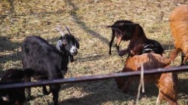 Black and White goat making sound typical noise. Farm animals on pasture. Close-up long-focus lens shot Animal portrait.