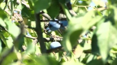 Ripe Plums on branch. Growing Plum in orchard. Organic fruits in sun flares close up. Ripe plums on a branch in the rays of sunlight. Fresh plums is hand picked from plum tree. Woman is picking fruits