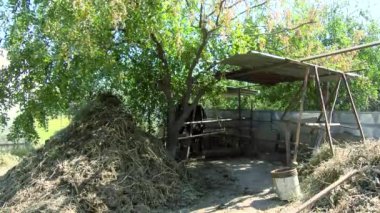 Beef Production Facility. Close-up of a Cow that is eating Fodder from the floor. Farming Livestock for Beef Manufacturing. Feeding the Animals for the better Beef meat quality. Cattle Meat. Cowhouse.