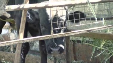 Beef Production Facility. Close-up of a Cow that is eating Fodder from the floor. Farming Livestock for Beef Manufacturing. Feeding the Animals for the better Beef meat quality. Cattle Meat. Cowhouse.