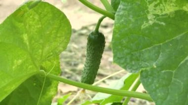 Aquaponics Farm in the Smart Greenhouse. Greenery. Beautiful modern garden with harvesting vegetables. Eco farming business. Greenhouse plantation. Concept for industrial agriculture.