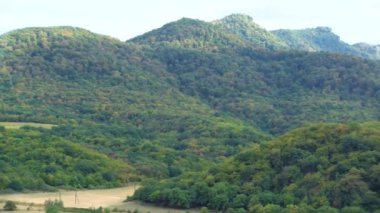Avrupa 'da güzel renkli yoğun orman