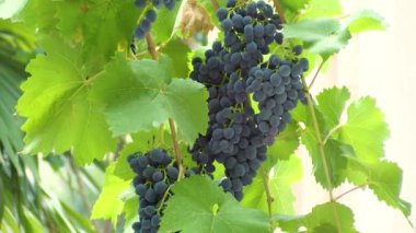 Tasty ripe grapes hanging on branches close-up. Autumn harvest grapevine in farmland.