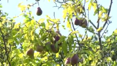 Kinglet. Unripe Kinglet on a Tree. persimmon tree and ripe persimmons on the branches. Fresh and ripe orange persimmon ripens on a tree branch.